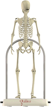 skeleton_big